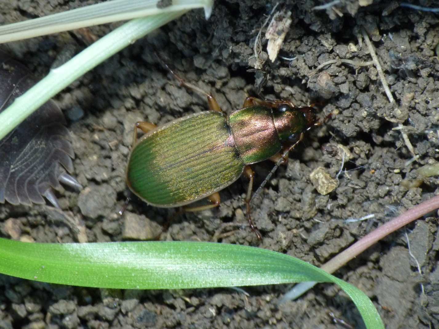 Chlaeniellus nigricornis e Chlaeniellus olivieri